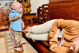 小猴比比是一只聪明的猴子，能够思考……为了妈妈？视频封面