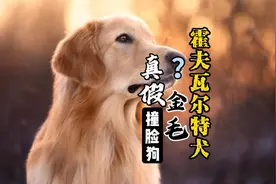 撞脸严重！99.99%的人都会认错！【真假金毛犬】