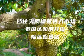 挡住劣质榴莲进入市场，泰国达叻府开设榴莲检查站视频封面