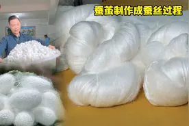 手工蚕丝被：一个个洁白的蚕茧如何制作成蚕丝的完整过程。