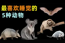 喜欢睡觉的5个动物