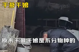 原来干爹干娘是不分物种：不仅可以认大树石头，就连狗子都是干爹