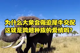 为什么大象会强行强迫犀牛交配？这就是跨越种族的爱情吗？视频封面