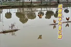 鸡翅膀不只是红烧，还会飞视频封面