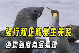一次拥有上百个老婆，强行和企鹅发生关系，海狗到底有多猥琐？视频封面
