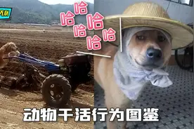 动物干活行为大赏，这些宠物是要成精了？视频封面