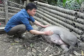 一头母猪即将生产。正在晾晒木薯作为牲畜饲料。罗伯特视频封面