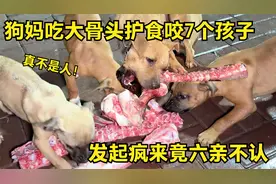 狗妈吃大骨头护食咬7个孩子，发起疯来竟六亲不认，性格真恶！视频封面