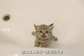 一只淘气的小猫、主人为了教训它既然把它放进浴缸里视频封面
