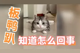 猫咪小小年纪就开始做艾灸保养，原因竟是它一直板鸭趴