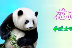 大熊猫花花到底能有多温顺，能成为顶流女明星，绝对不是徒有虚名视频封面