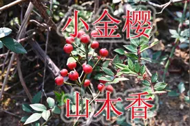 名副其实的“小果蔷薇”，植物号称“祛湿王”，原来有这么多用途视频封面