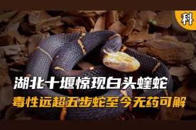 湖北十堰惊现白头蝰蛇，毒性强烈远超五步蛇，时至今日无药可解视频封面
