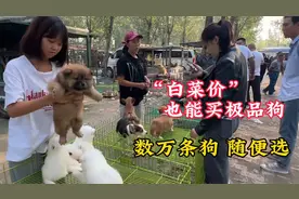 “白菜价”也能买到好狗，数万条萌犬你绝对没见过，眼都看花了