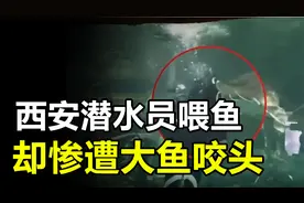 西安潜水员下水喂食，却惨遭大鱼咬头，什么鱼这么厉害？