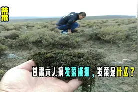 甘肃六人摘发菜被抓，发菜是什么？为何能成为一级保护植物？
