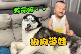 二哈信誓旦旦要帮助人带娃，谁料转瞬却崩溃大哭喊救命，太打脸了视频封面