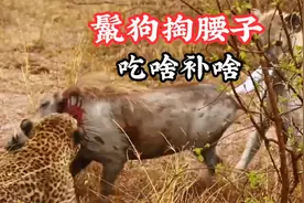 鬣狗凶残狩猎，不仅生吞活剥疣猪还掏腰子，疣猪：不讲武德视频封面