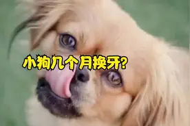 小狗几个月换牙？