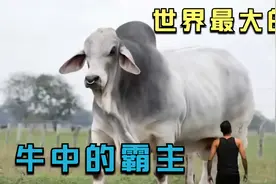 世界上最大的3种牛，牛界的巨无霸，大象狮子也得绕道走！视频封面