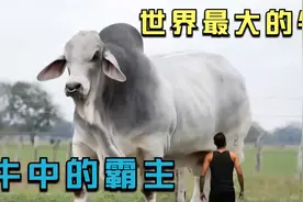 世界上最大的3种牛，牛界的巨无霸，大象狮子也得绕道走！视频封面