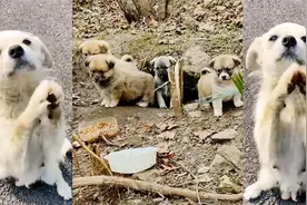 为了养活自己的7个孩子，流浪狗站在路上作揖，向游客乞要食物视频封面