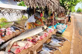 你知道斯里兰卡人是如何分切重达60斤的大鱼吗？全程真是高能解压