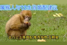 属猴人与12生肖婚配建议视频封面