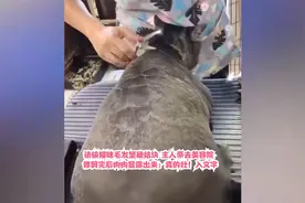 猫咪毛发坚硬结块 主人带去美容院 修剪完后肉肉显露出来：真的壮