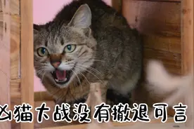 凶猫大战名场面，抱摔对轰疯狂对决，猫咪的世界没有撤退可言视频封面
