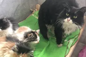 流浪猫妈妈再回国道寻找遗失的小四猫，她真的太有灵性了视频封面