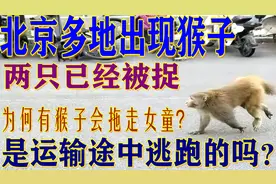北京多地出现猴子，两只已经被捉！为什么有的猴子要拖走小女孩？视频封面