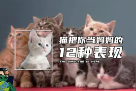 猫把你当妈妈的12种表现视频封面
