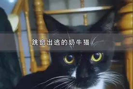 猫咪的躲藏的位置有多离奇视频封面