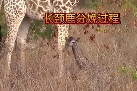 长颈鹿分娩过程！