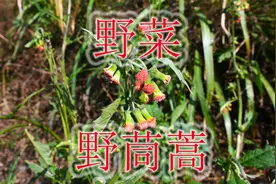 常见野菜“野茼蒿”，红军长征俗称“革命菜”，大家是否吃过呢？视频封面