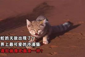 毒蛇的天敌出现了？世界上最可爱的沙漠猫，吃毒蛇就像吃面条一样视频封面