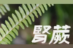 山林植物小知识~