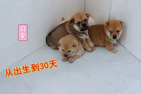 五分钟看完小奶狗，从出生到30天的变化，萌得快认不出来了视频封面