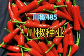 2024年遵义辣博会地展上川椒种业辣椒种子品种 川椒485朝天椒种子视频封面