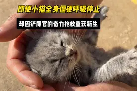 小猫全身僵硬呼吸停止，主人持续一小时的心脏复苏让它奇迹重生！
