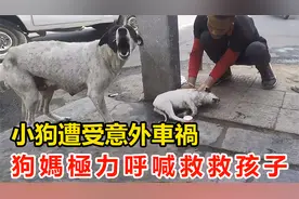 小狗遭受意外车祸，狗妈极力呼喊渴求路人，能否帮帮我的孩子？视频封面