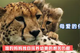母猎豹抚养幼崽的艰辛历程，在残酷的大自然里展现出了伟大的母爱视频封面