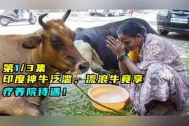 印度神牛泛滥，流浪牛竟享疗养院待遇！01视频封面