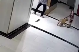 60. 父亲保护儿子，被狗主人一拳打到在地#监控下的一幕#社会百态视频封面