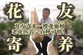 比人高的龙血树是怎么变成“小葱”的？视频封面