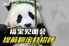 福宝见面会，福宝自己提前与大家打招呼，可爱翻滚视频封面