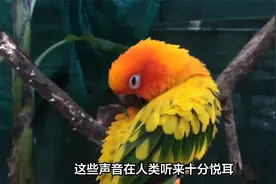 鹦鹉表示友好的行为和动作有哪些？