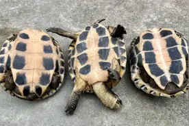 把乌龟翻过来躺着，它自己还能翻过来吗？