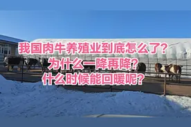 我国肉牛养殖业到底怎么了？为什么一降再降？什么时候能回暖呢？视频封面